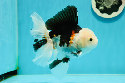 A Grade Royal Tricolor Oranda Male 5.5 inches #110124OR_20