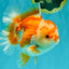 CHUBBY AAA Grade Red White Oranda Male 6 inches #081426OR_01