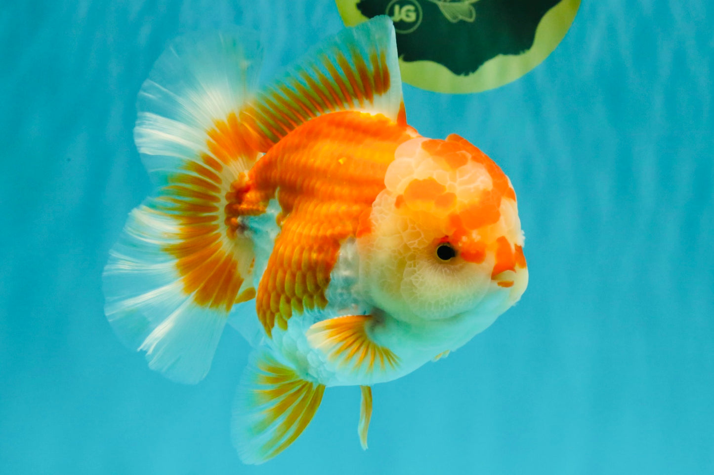 CHUBBY AAA Grade Red White Oranda Male 6 inches #081426OR_01