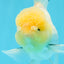 AAA Grade Lemonhead Rose Tail Oranda Male 5.5 inches #0503OR_08