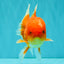 A Grade Red White Oranda Male 5-5.5 inches #082826OR_14