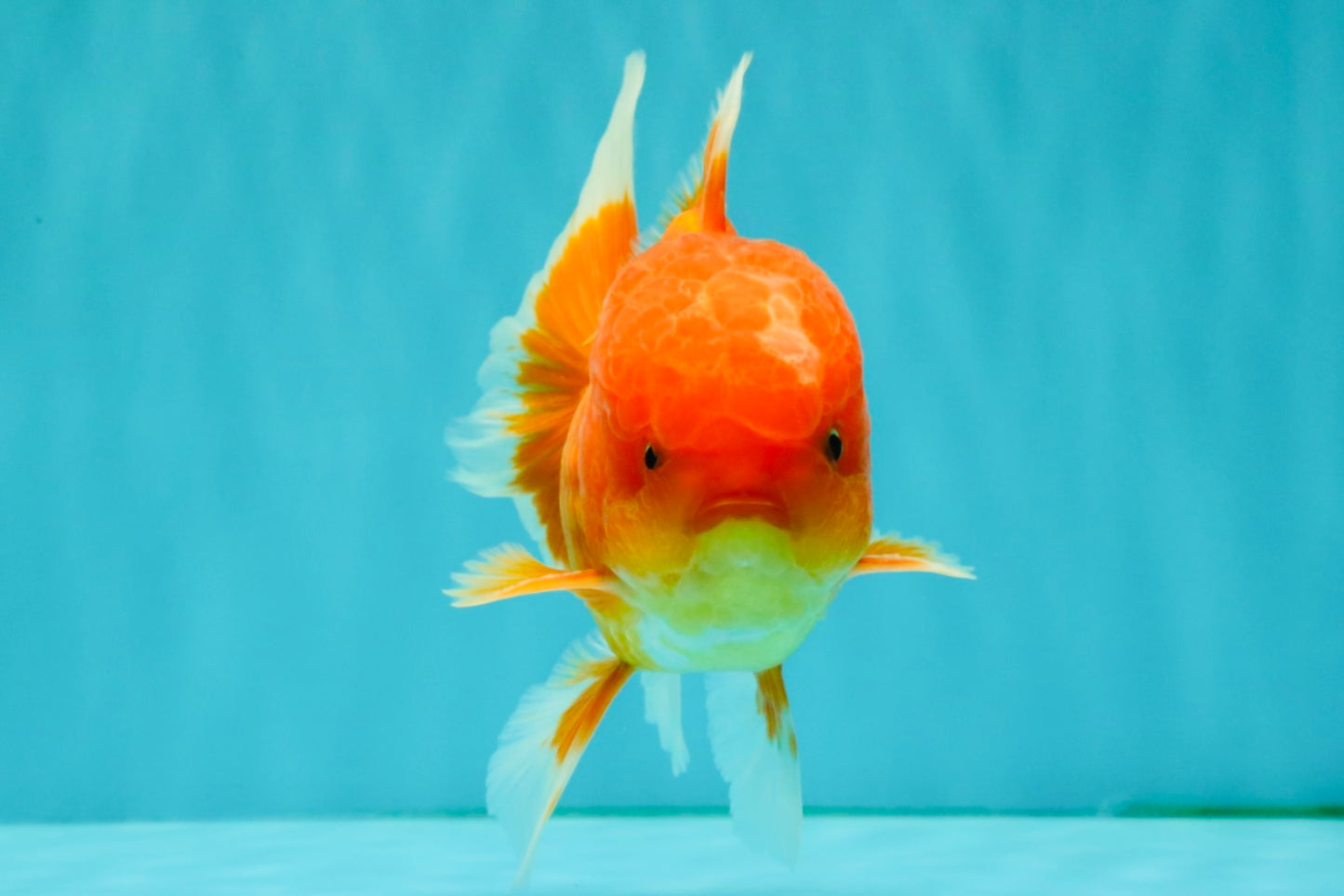 A Grade Red White Oranda Male 5-5.5 inches #082826OR_14