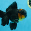 A Grade CHONKY Tricolor Oranda Male 6 inches #080125OR_26