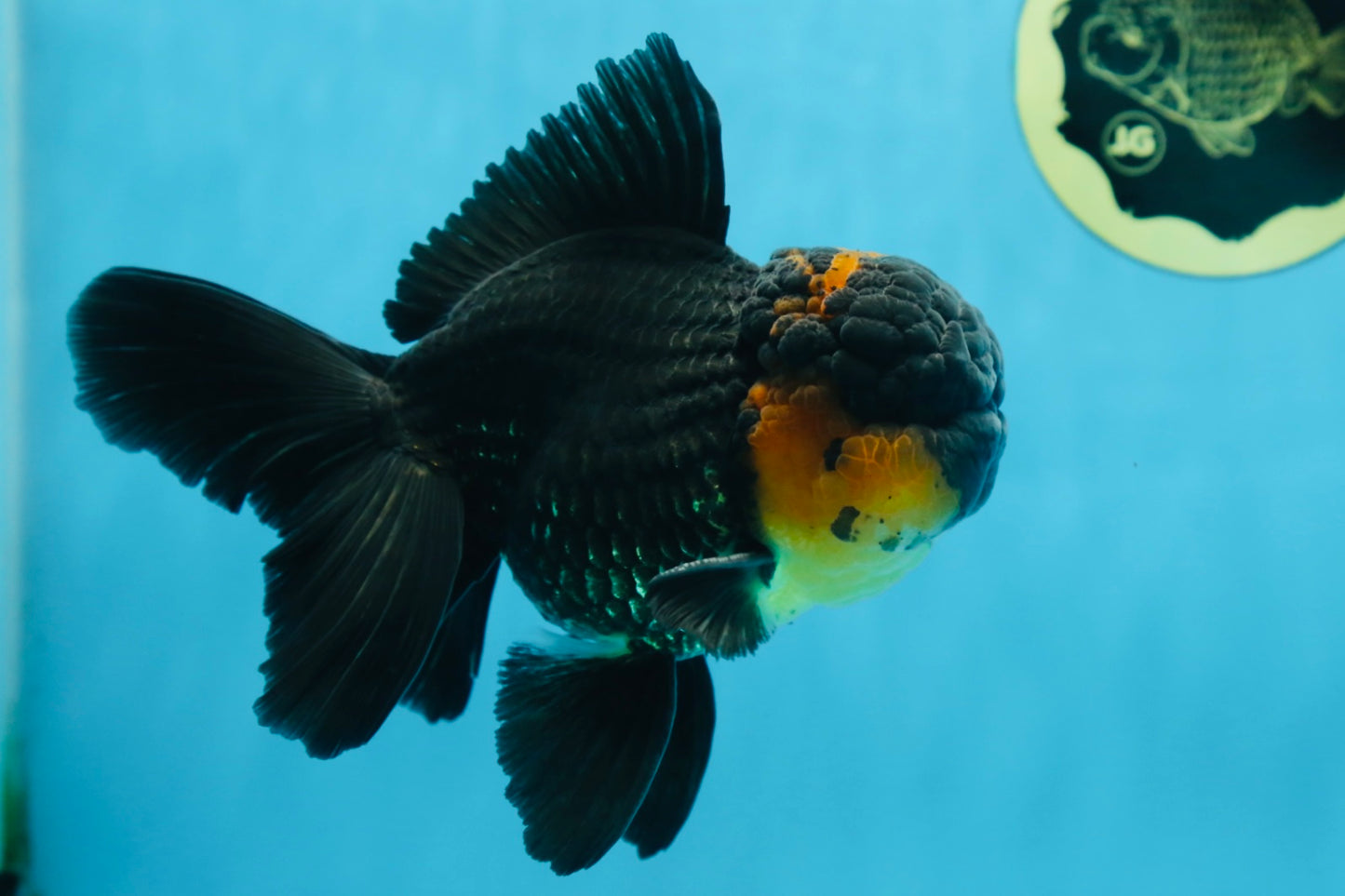 A Grade CHONKY Tricolor Oranda Male 6 inches #080125OR_26