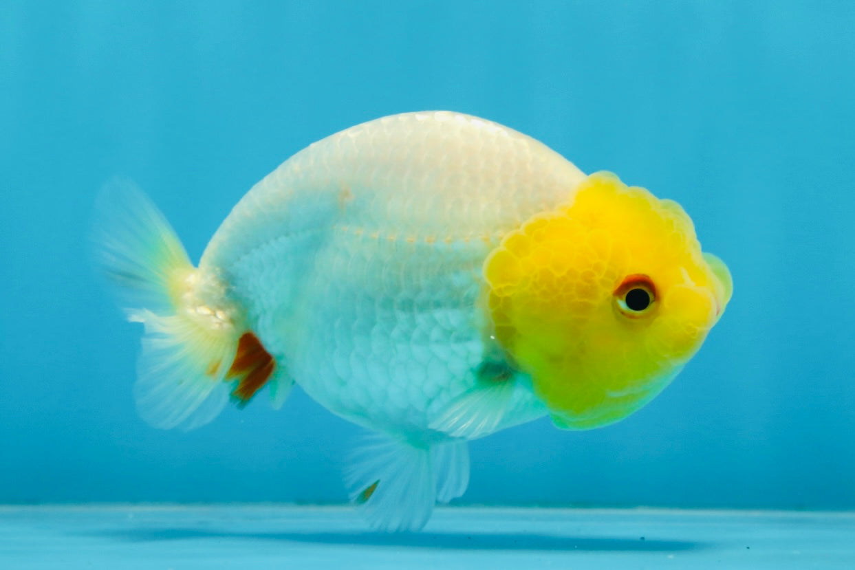 A Grade Lemonhead LionQueen 4 inches #070425LC_13