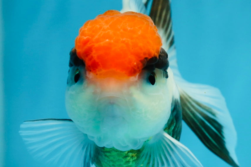 A Grade Tricolor Oranda Female 4.5 inches #010325OR_05