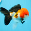 A Grade Tricolor Oranda Male 4.5inches #0920OR_27