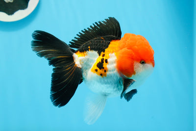 Oranda tricolore de qualité A mâle 4,5 pouces #0920OR_27