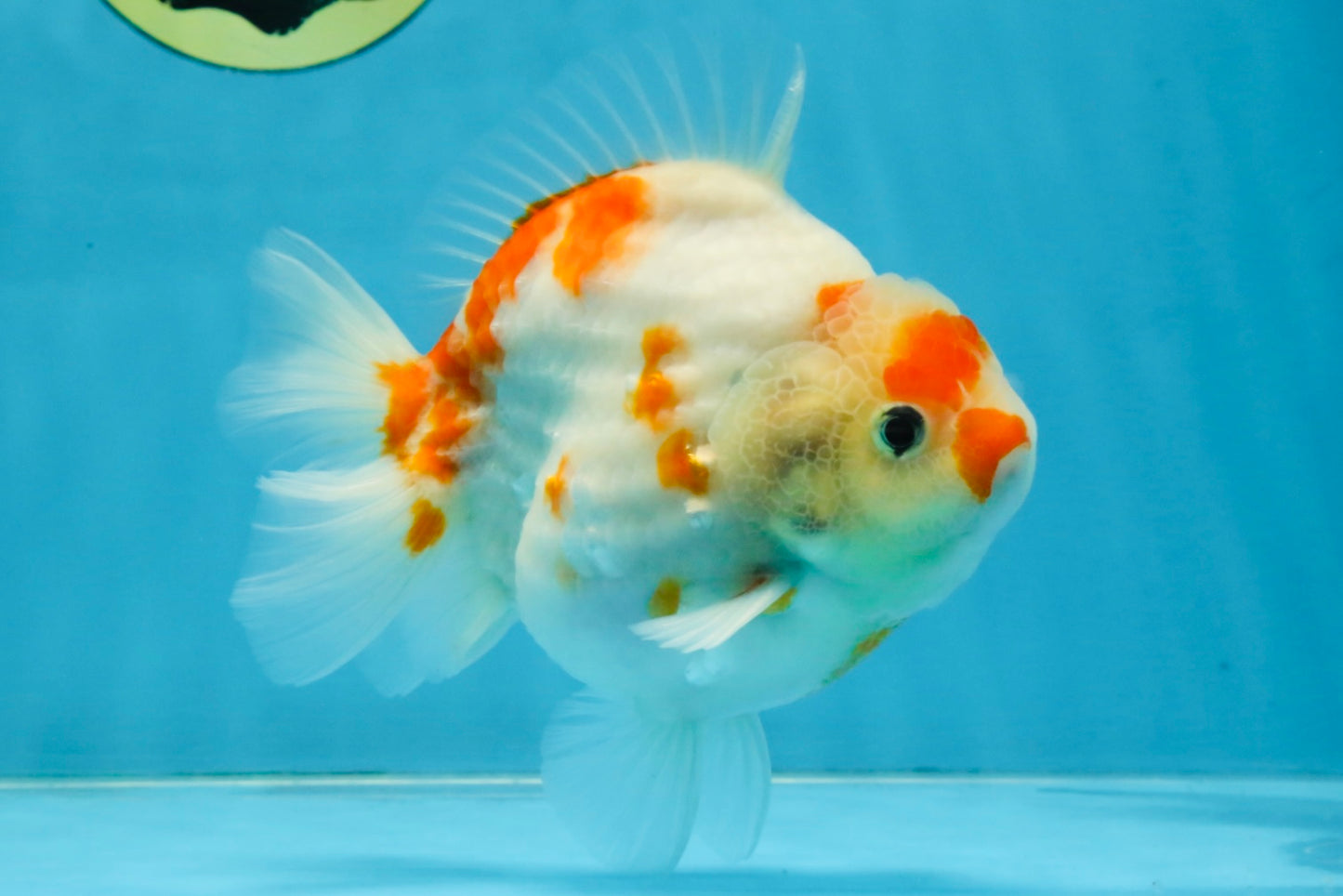 AAA Grade Godzilla Sakura Yuanbao Male 5-5.5 inches #112825YB_18