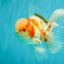 A  Grade Kohaku Red White Oranda Male 5.5-6 inches #082126OR_06