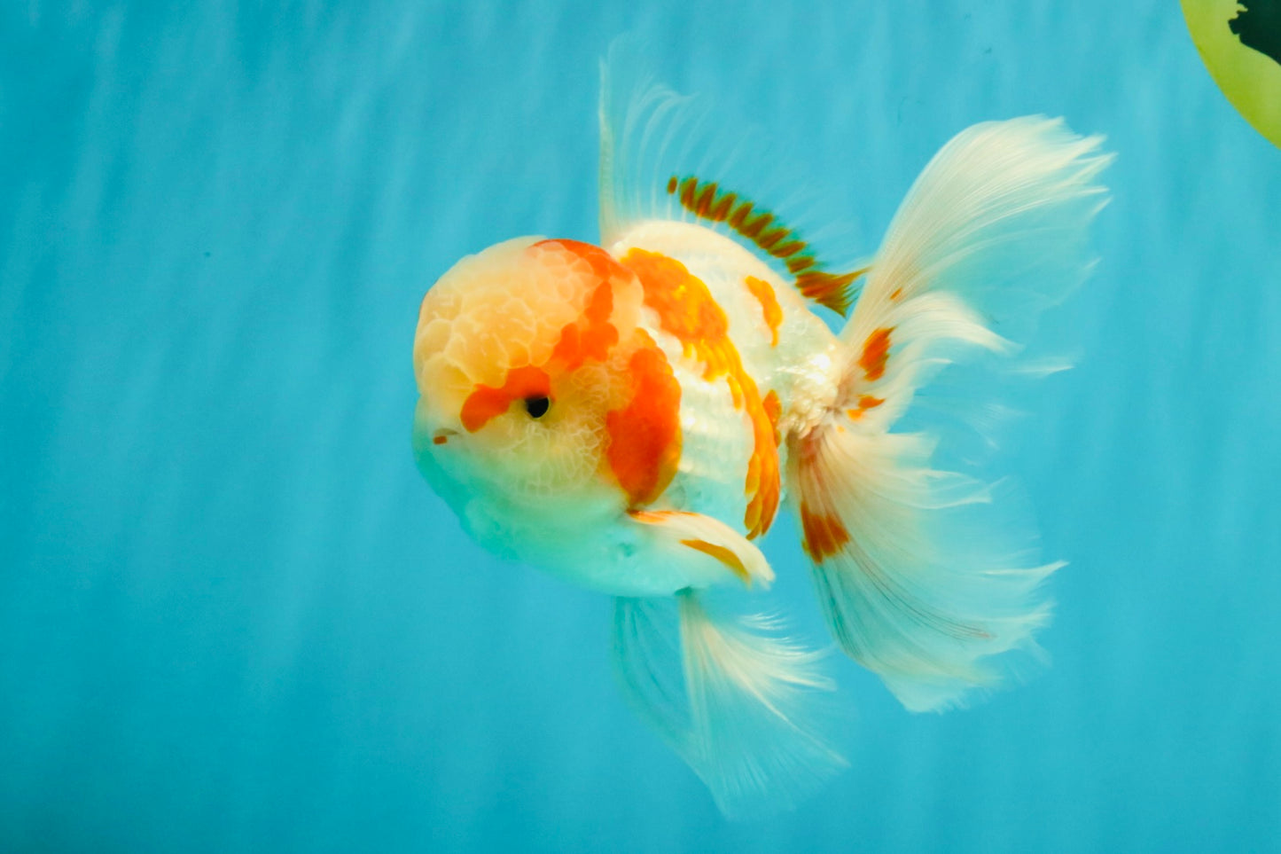 A  Grade Kohaku Red White Oranda Male 5.5-6 inches #082126OR_06