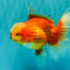 A Grade Red White Oranda Male 6 inches #100926OR_22