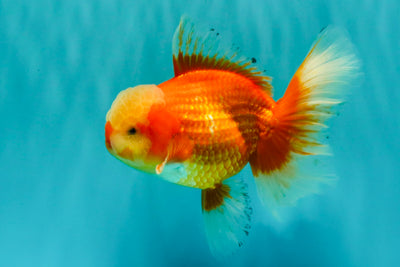A Grade Red White Oranda Male 6 inches #100926OR_22