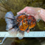 AAA Grade Godzilla Tiger Oranda Female 6.5 inches #081525OR_12