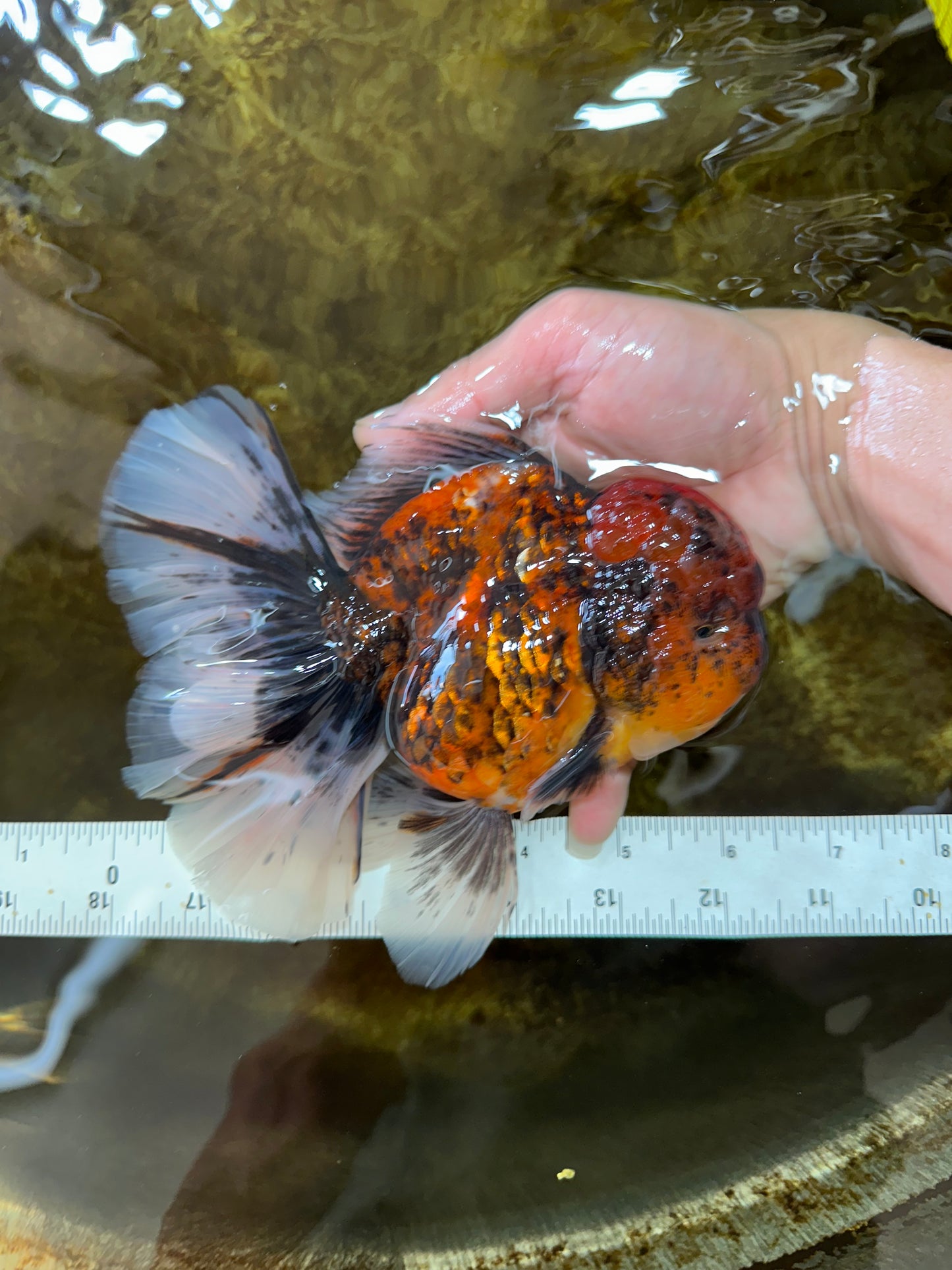 AAA Grade Godzilla Tiger Oranda Female 6.5 inches #081525OR_12