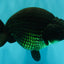 A Grade Black Ranchu Female 5.5 inches #072426RC_37