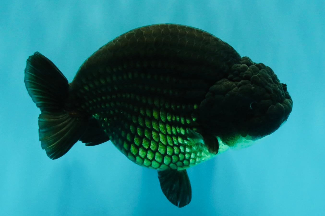 A Grade Black Ranchu Female 5.5 inches #072426RC_37