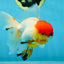 A Grade Tricolor Oranda Male 5-5.5 inches #060625OR_14