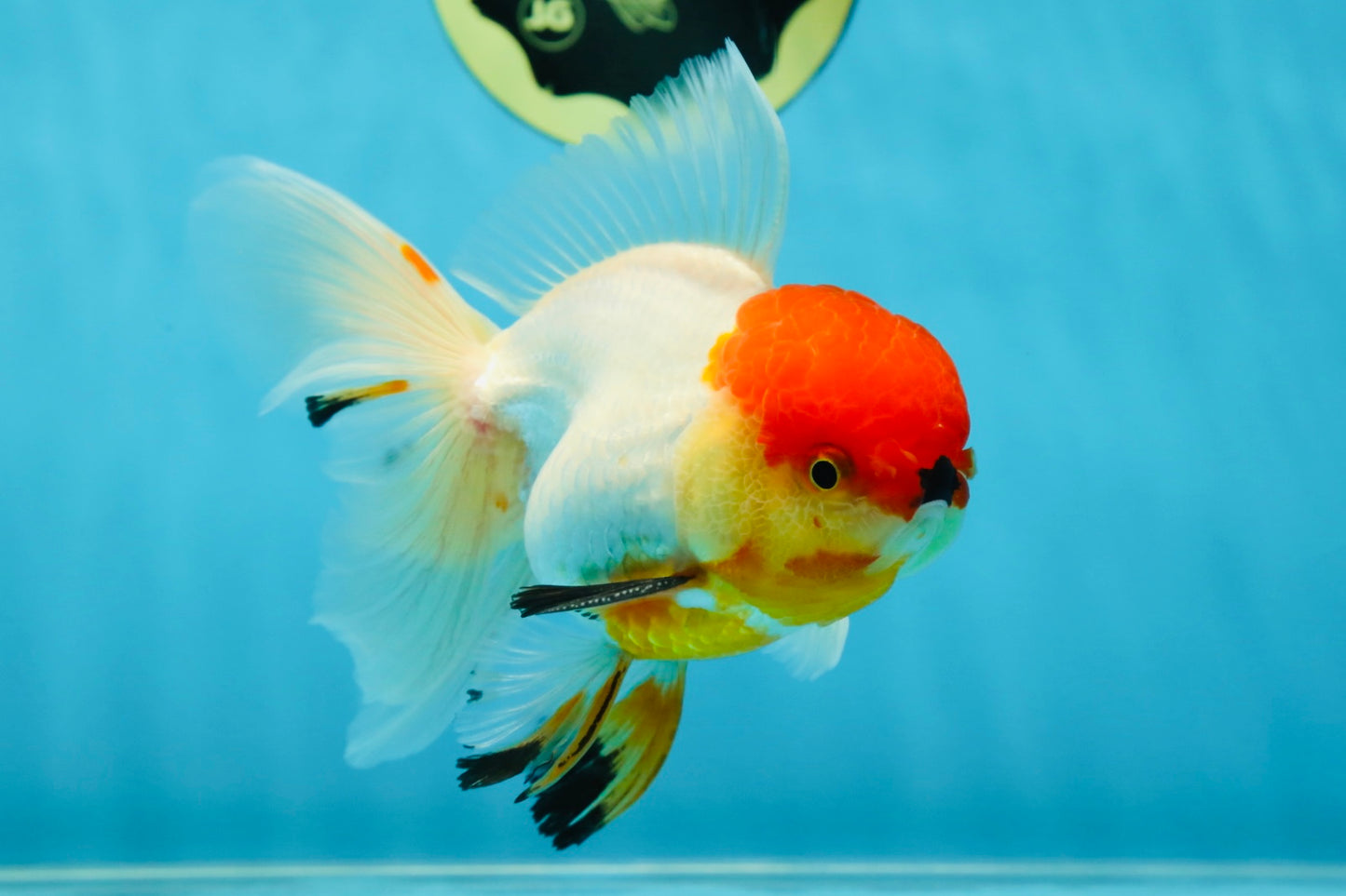A Grade Tricolor Oranda Male 5-5.5 inches #060625OR_14