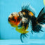AAA Grade Chonky Kirin Oranda Male 6 inches #053025OR_26