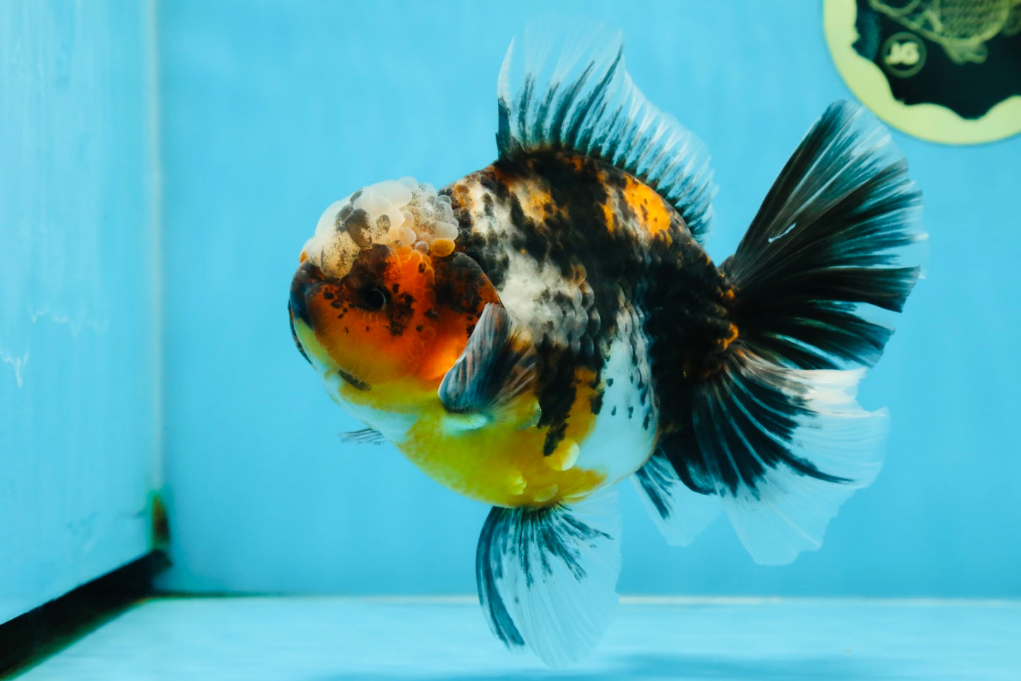 AAA Grade Chonky Kirin Oranda Male 6 inches #053025OR_26