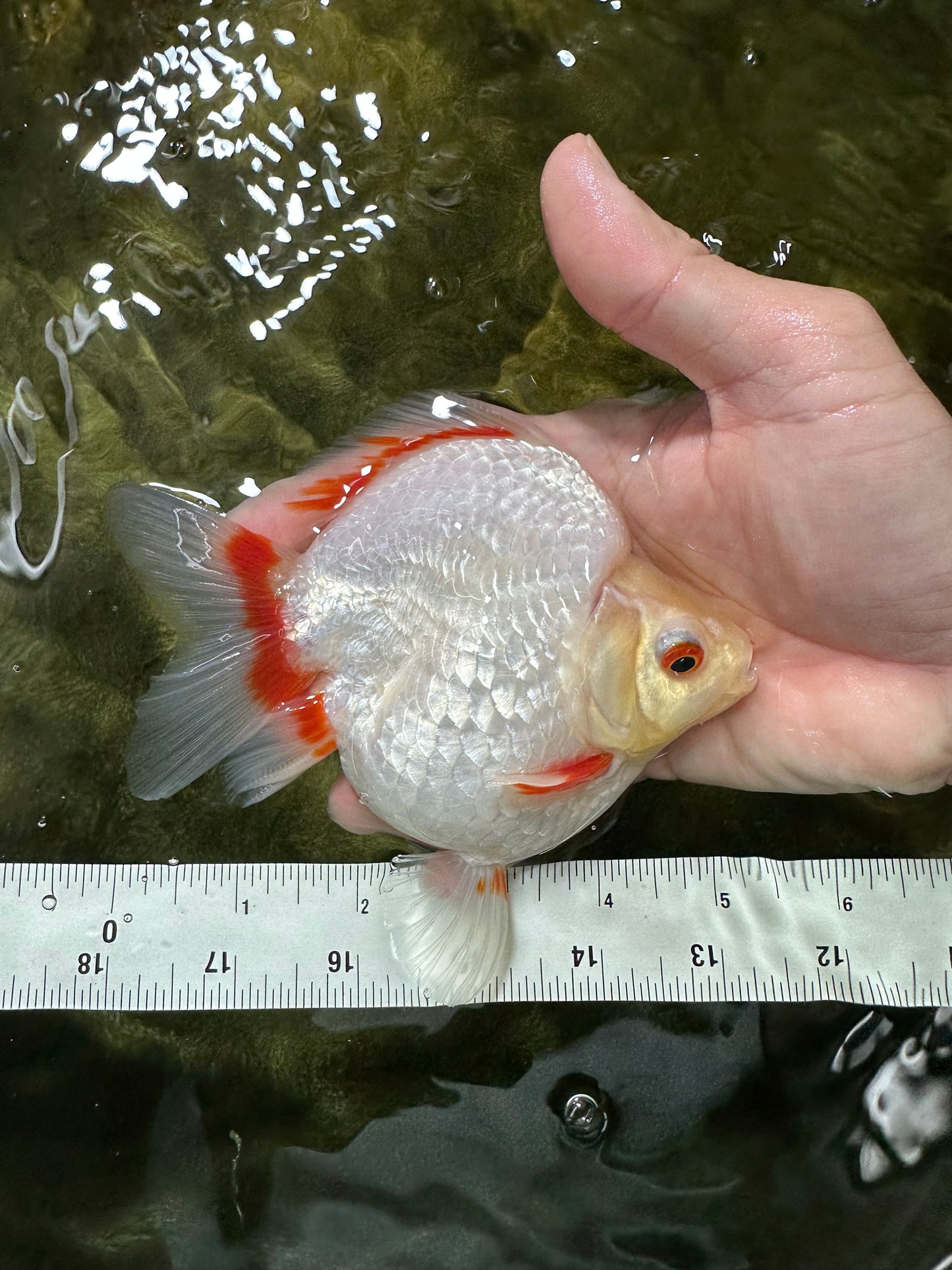 AAA Grade Red White Ryukin Female 5-5.5 inches #060625RK_33