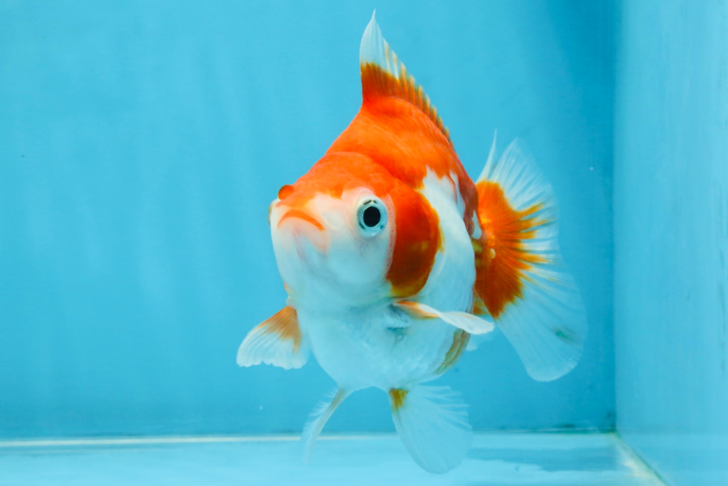 A Grade Red White Ryukin Female 4.5 inches #111425RK_09