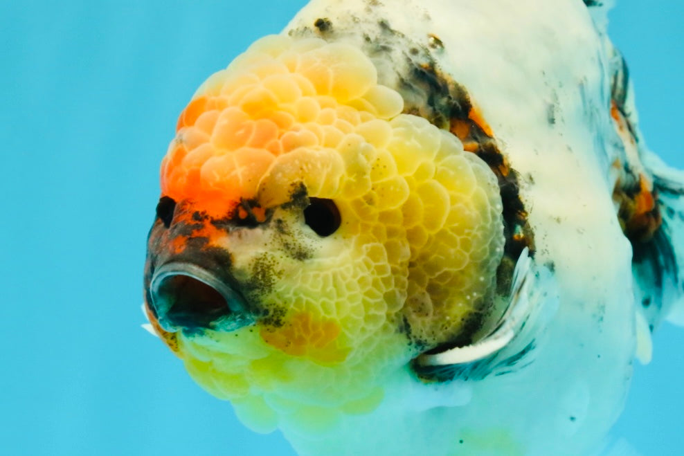 A Grade Godzilla Marble Yuanbao Male 6 inches #022726YB_03