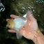 A Grade White Oranda Male 5-5.5 inches #081426OR_12