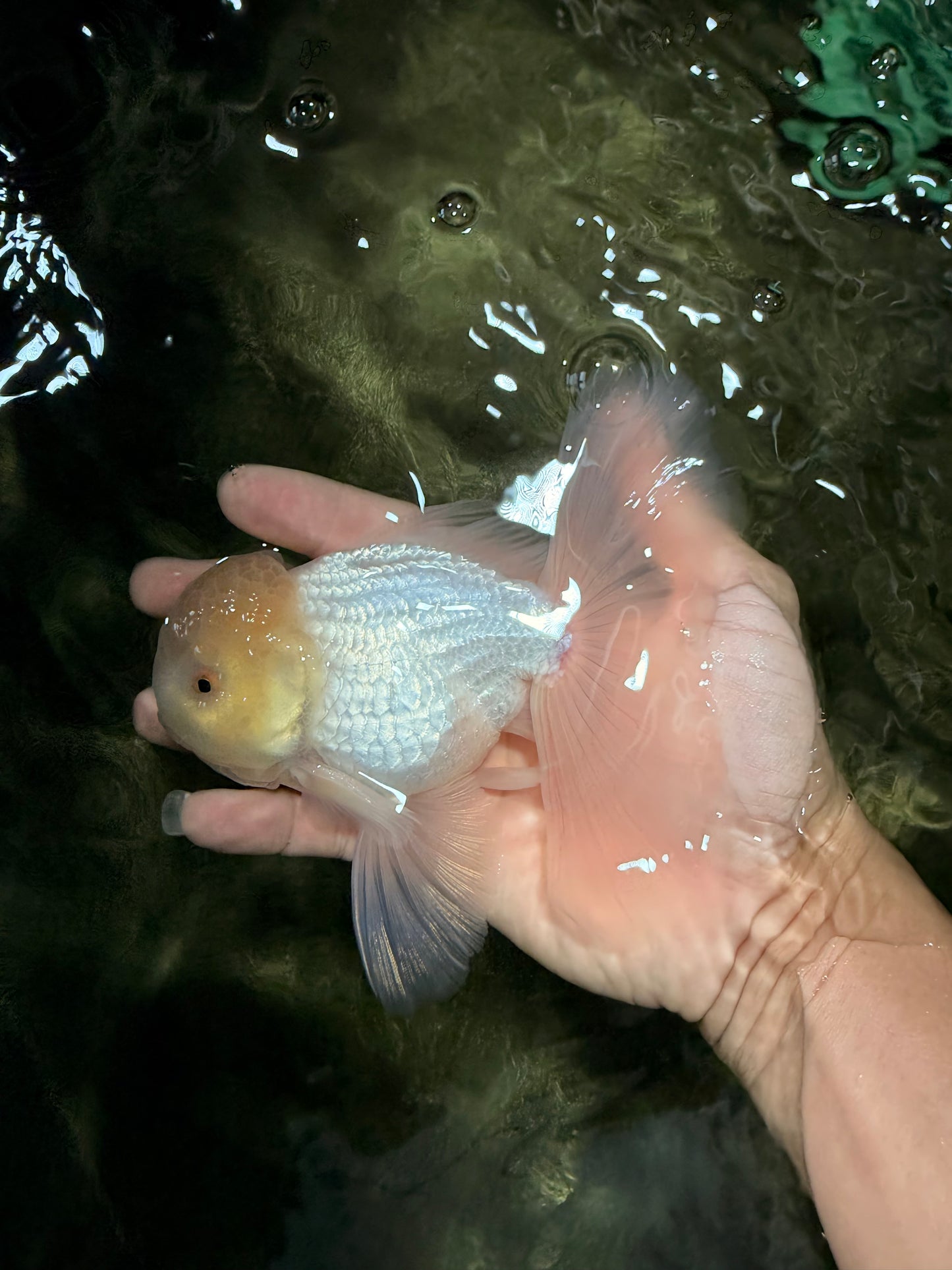 A Grade White Oranda Male 5-5.5 inches #081426OR_12
