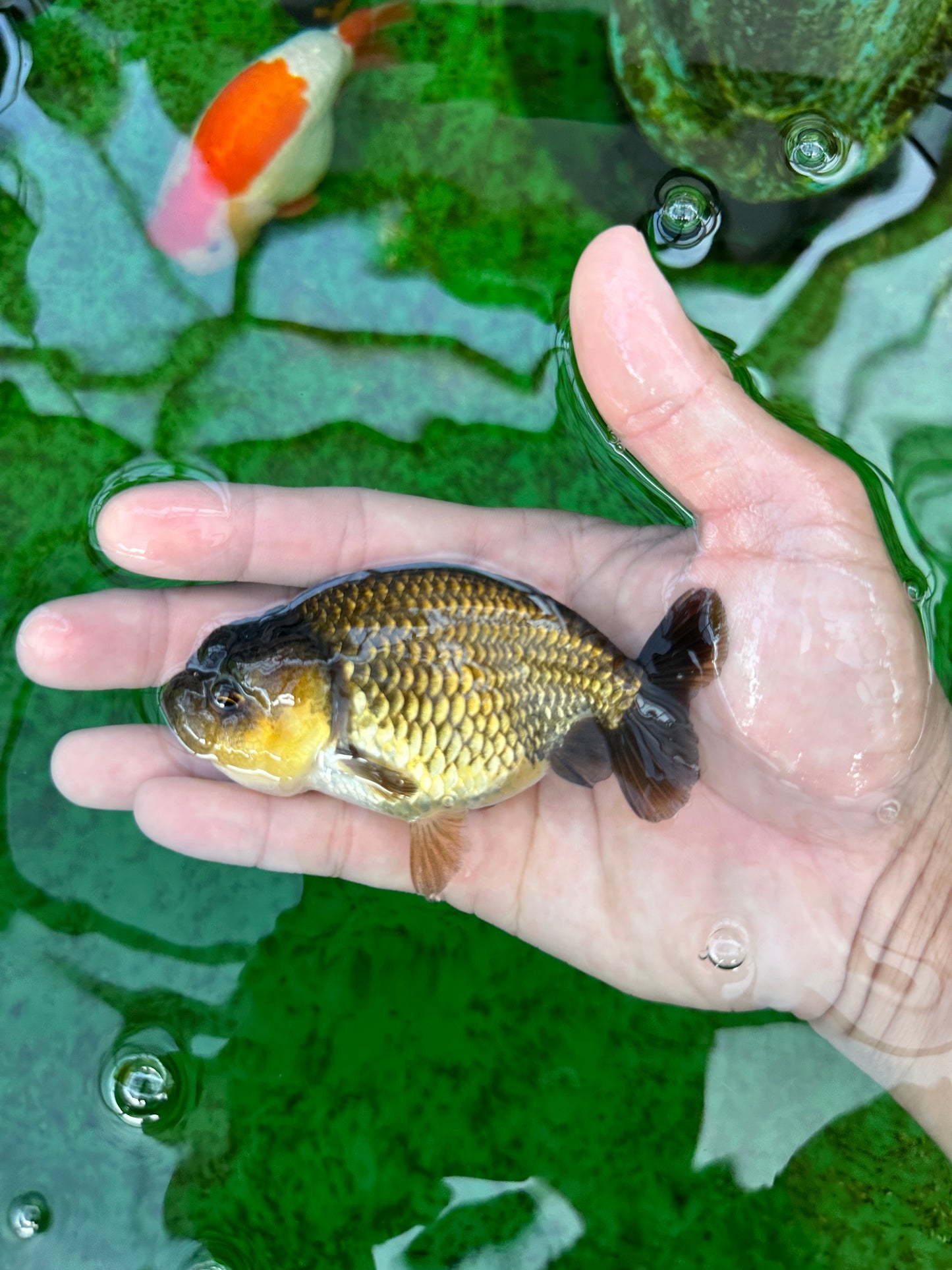 Strong Body Structure Black Copper Ranchu Male 4 inches #0706RC_24