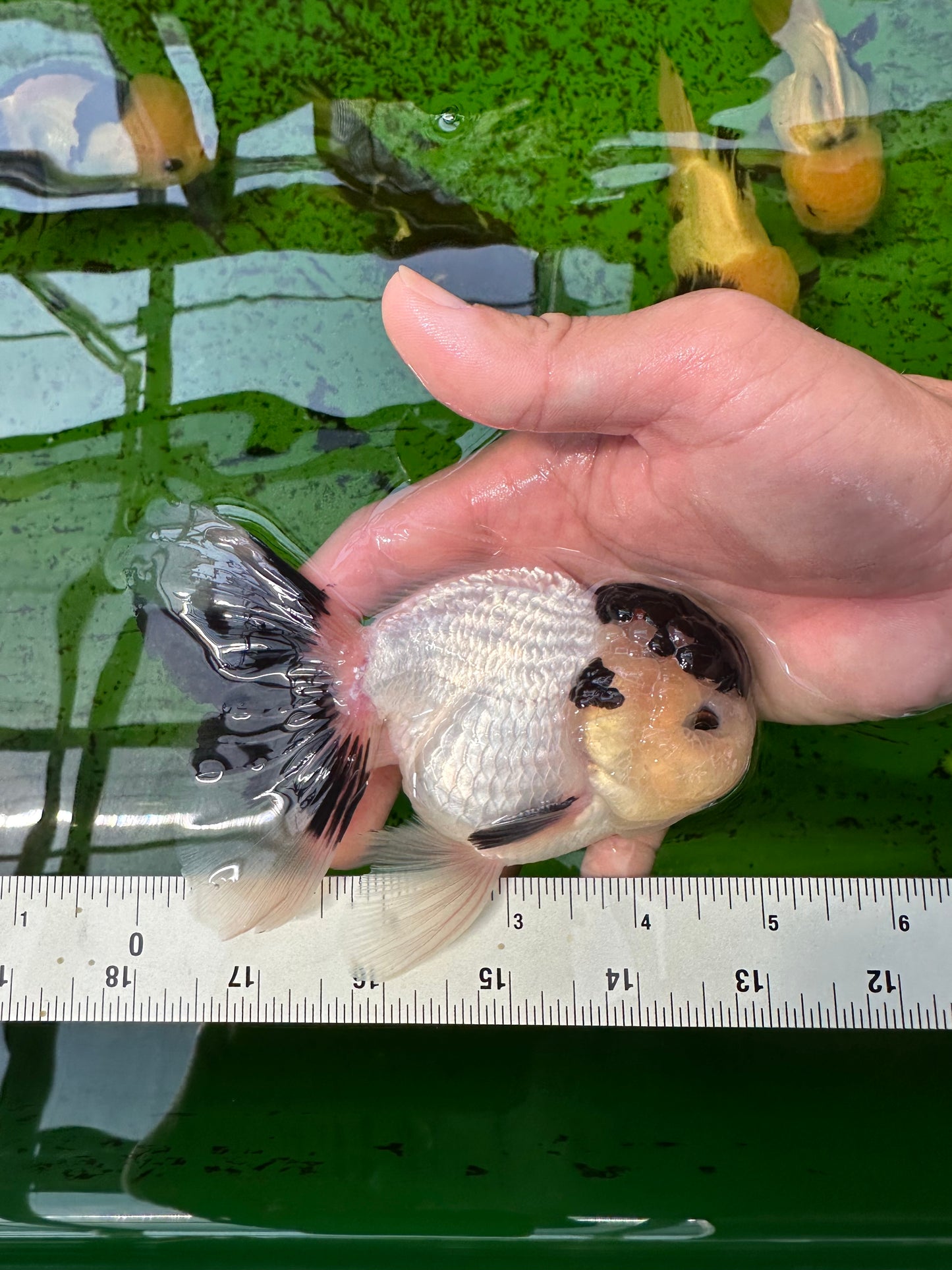 AAA Grade Panda Black Tancho Oranda Male 5 inches #0913OR_11