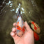 A Grade Sanke Oranda Male 4.5-5 inches #082126OR_25