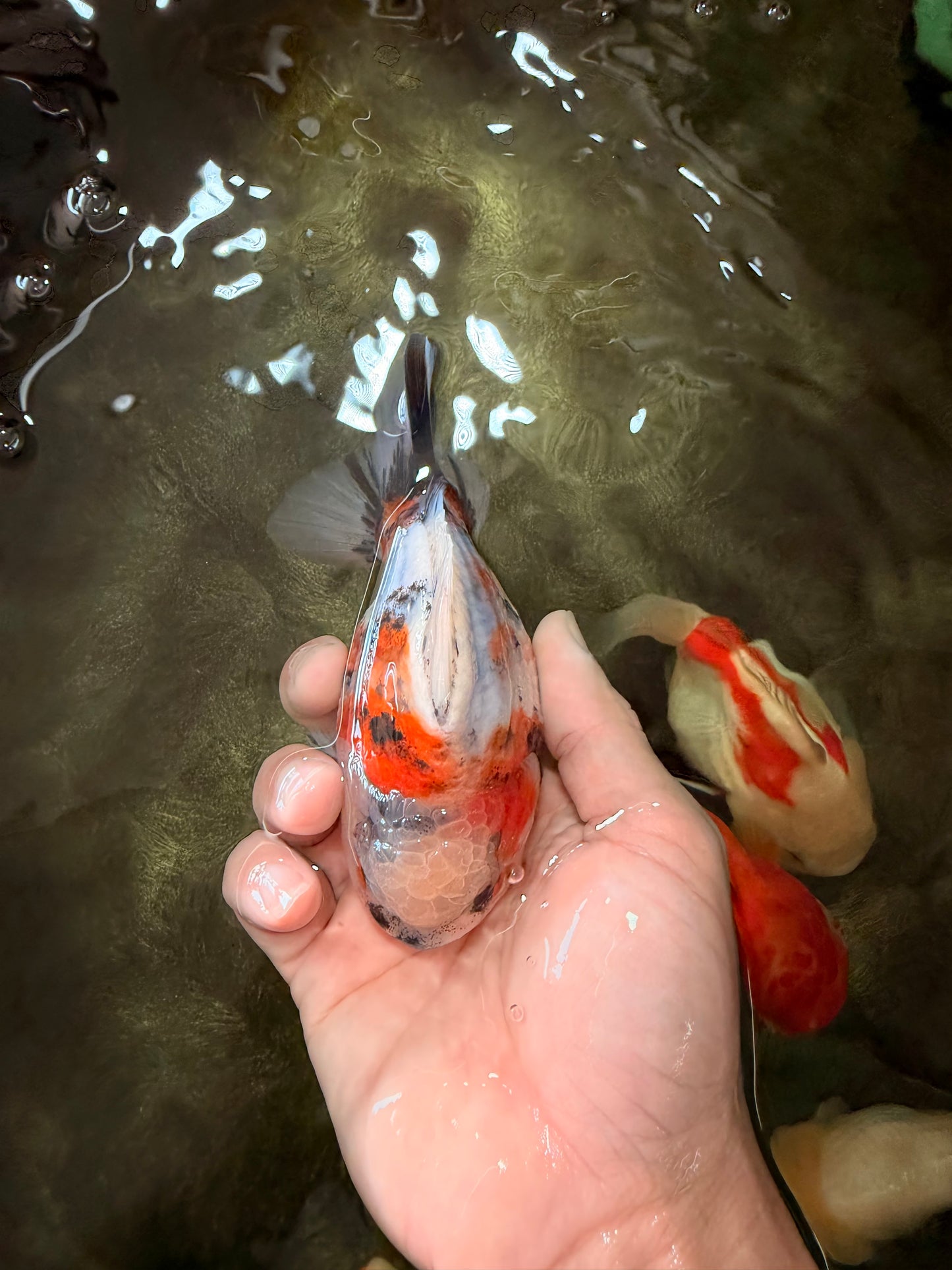 A Grade Sanke Oranda Male 4.5-5 inches #082126OR_25