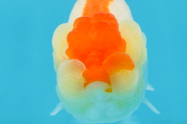 AAA Grade Young Red White LionQueen 4 inches #101025LC_01