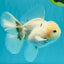 A Grade Marble Oranda Male 5-5.5 inches #050126OR_11