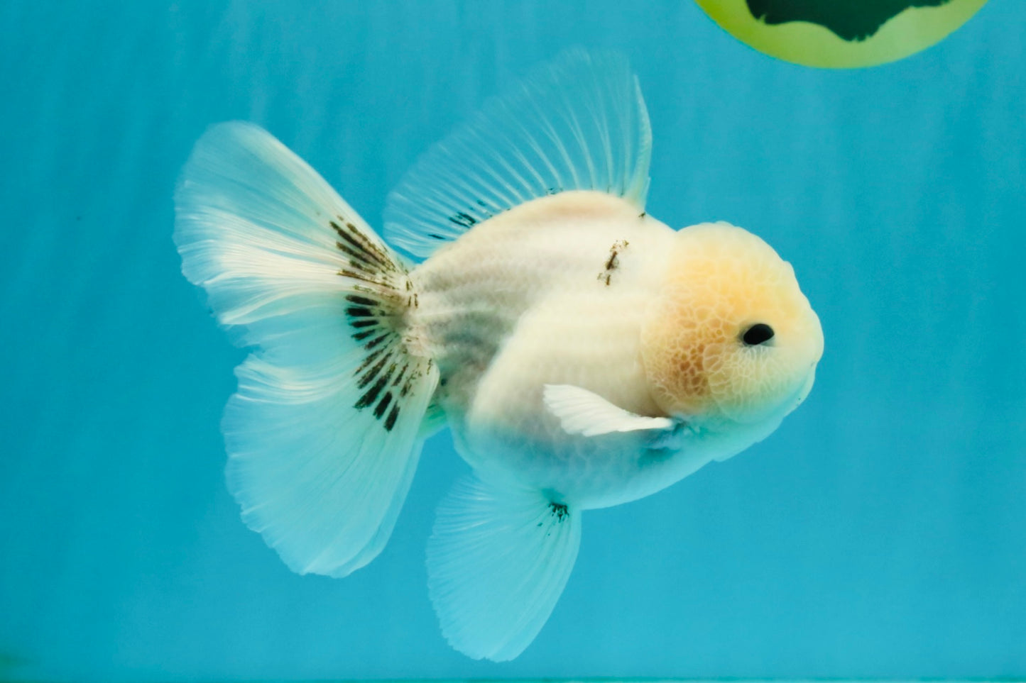 A Grade Marble Oranda Male 5-5.5 inches #050126OR_11