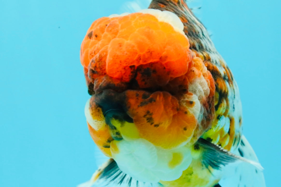 GIANT SUPER AAA Grade Godzilla Kirin Calico Oranda Male 6.5-7 inches #030626OR_06