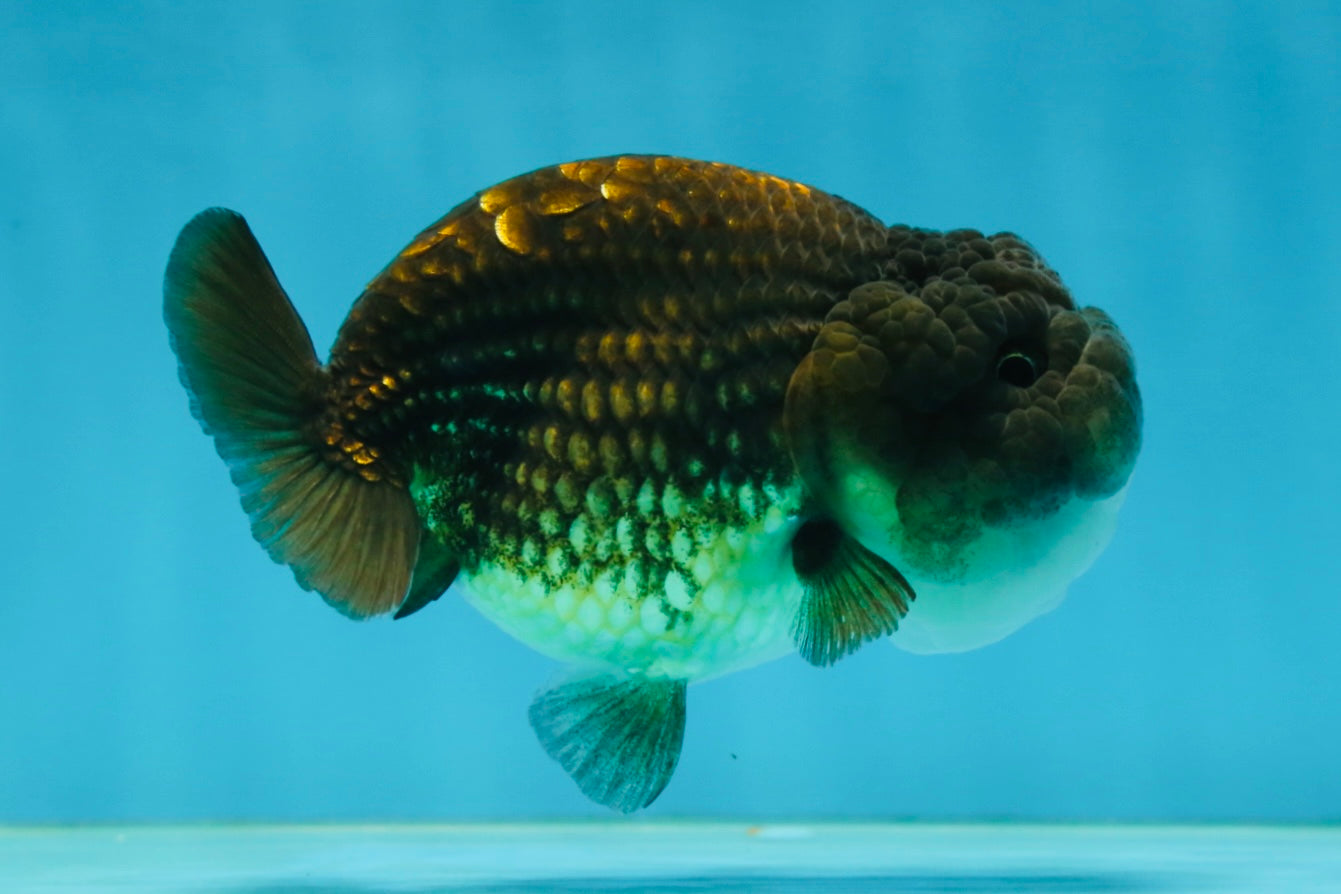 A Grade Dragon Scale Black Copper LionQueen 4-4.5 inches #062725LC_07