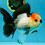SUPER MARIO AAA Grade Tricolor Button Eyes Oranda Female 5.5 inches #042525OR_02