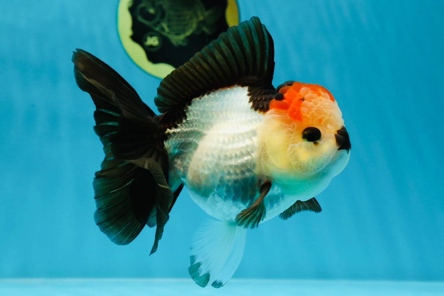 SUPER MARIO AAA Grade Tricolor Button Eyes Oranda Female 5.5 inches #042525OR_02