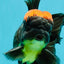 A Grade Tricolor Red Head Oranda Male 5-5.5 inches #041726OR_10