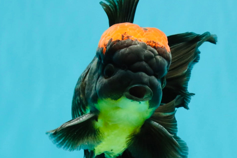 A Grade Tricolor Red Head Oranda Male 5-5.5 inches #041726OR_10