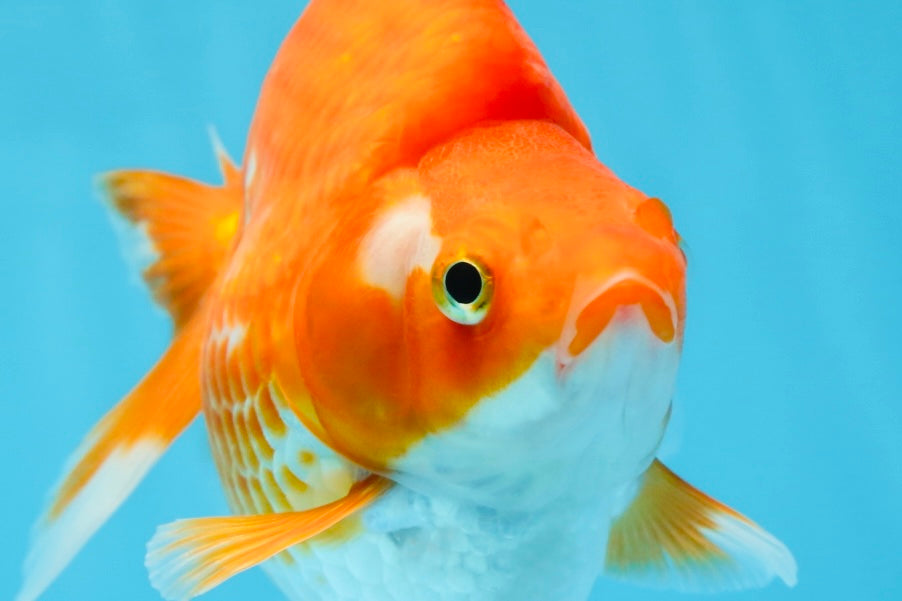 A Grade Ryukin Red White Female 5 inches #070425RK_04