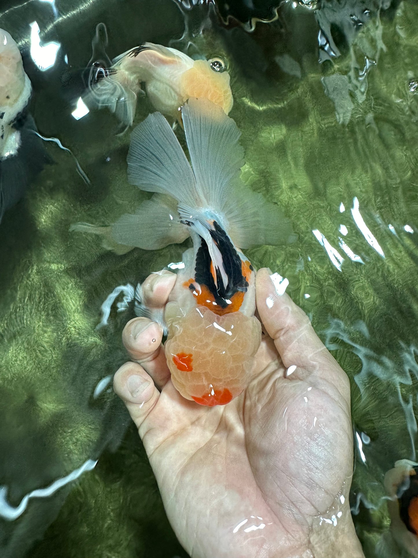 AAA Grade Lemonhead Tricolor Button Eyes Oranda Male 5 inches #111524OR_23