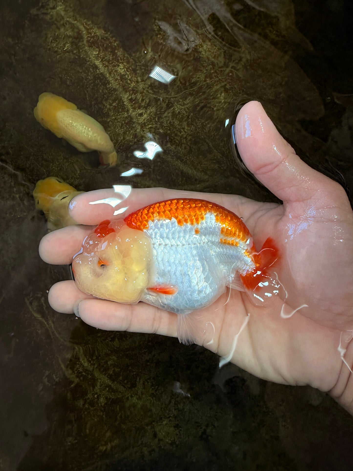 AAA Grade Young Red White LionQueen 4 inches #101025LC_05