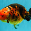 Jumbo Tricolor Chinese Ranchu Female 6.5 inches #032026RC_28