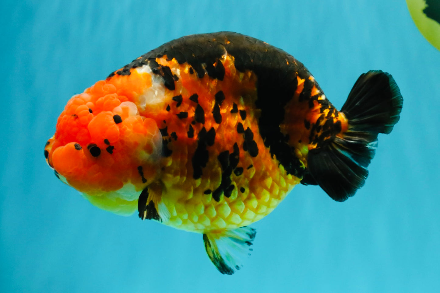 Jumbo Tricolor Chinese Ranchu Female 6.5 inches #032026RC_28