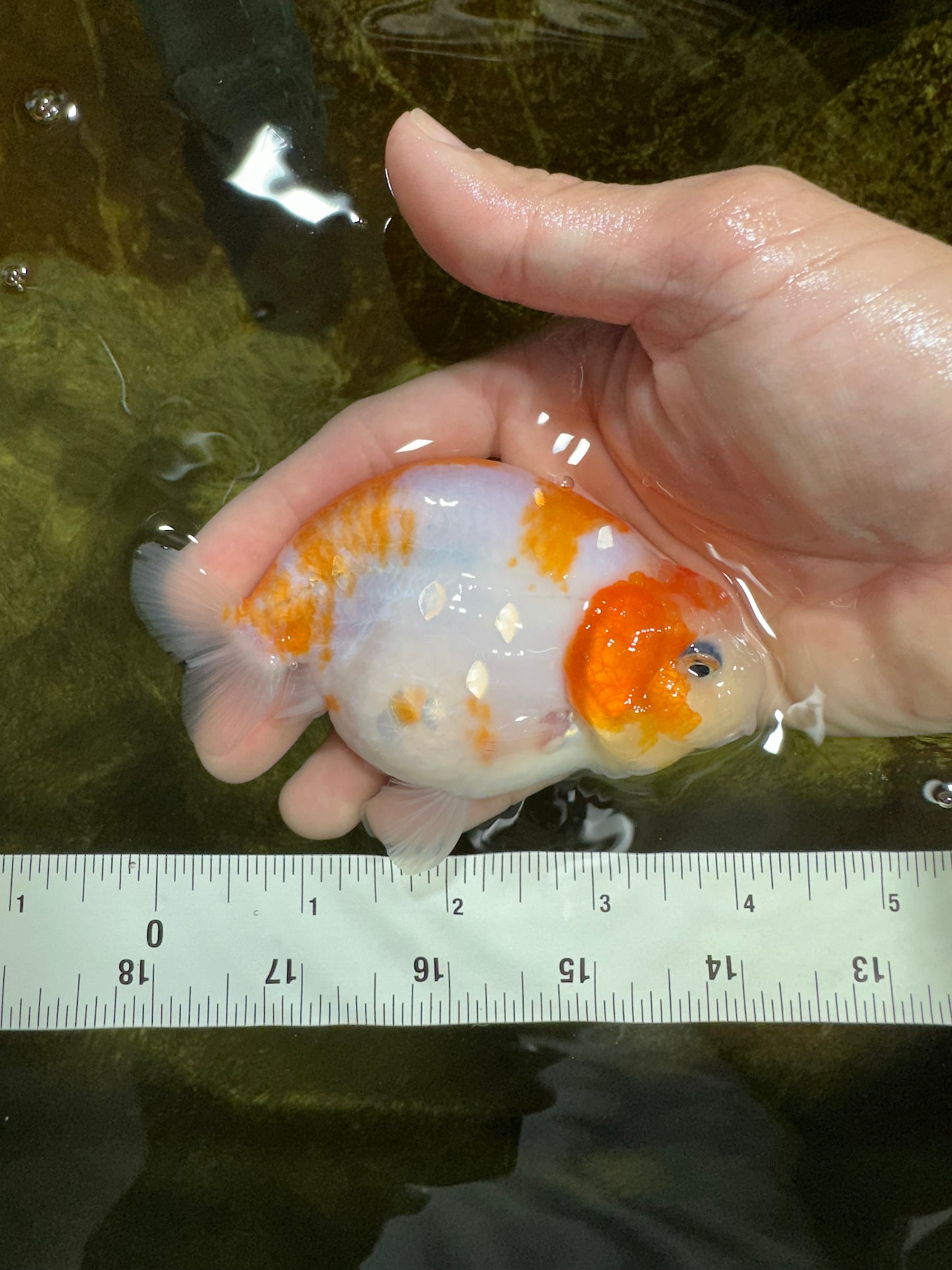 A Grade Kohaku Sakura Female LionQueen 4-4.5 inches #060625LC_02