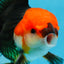 A Grade Tricolor Oranda Male 5.5 inches #081525OR_26